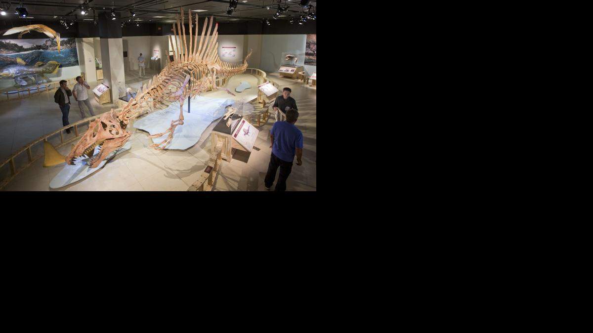 
Esta bestia sin par, un predador de 15 metros (50 pies), es el único dinosaurio conocido que vivió la mayor parte de su vida en el agua.
