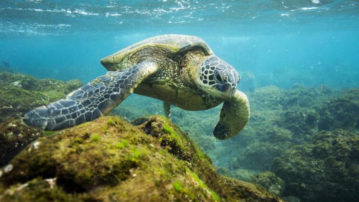 Una tortuga en el recién ampliado Monumento Nacional Papahanaumokuakea, en Hawai.