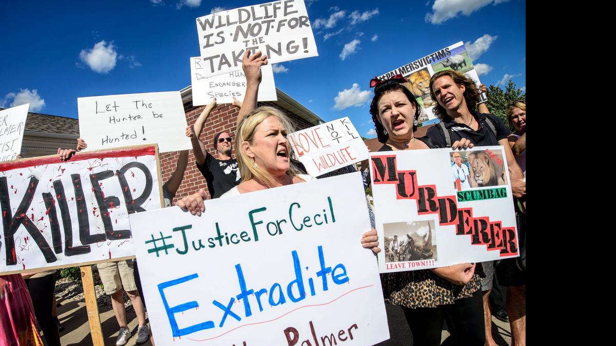 
Walter Palmer seguía alejado del ojo público, mientras multitudes de personas dejaban juguetes y peluches de leones, tigres y monos frente a su consultorio dental en Minnesota.
