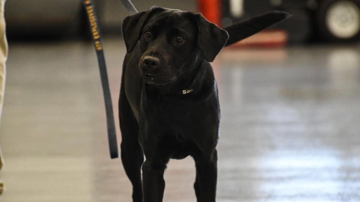 La perra Lulú durante una de las clases de entrenamiento para el programa K9.