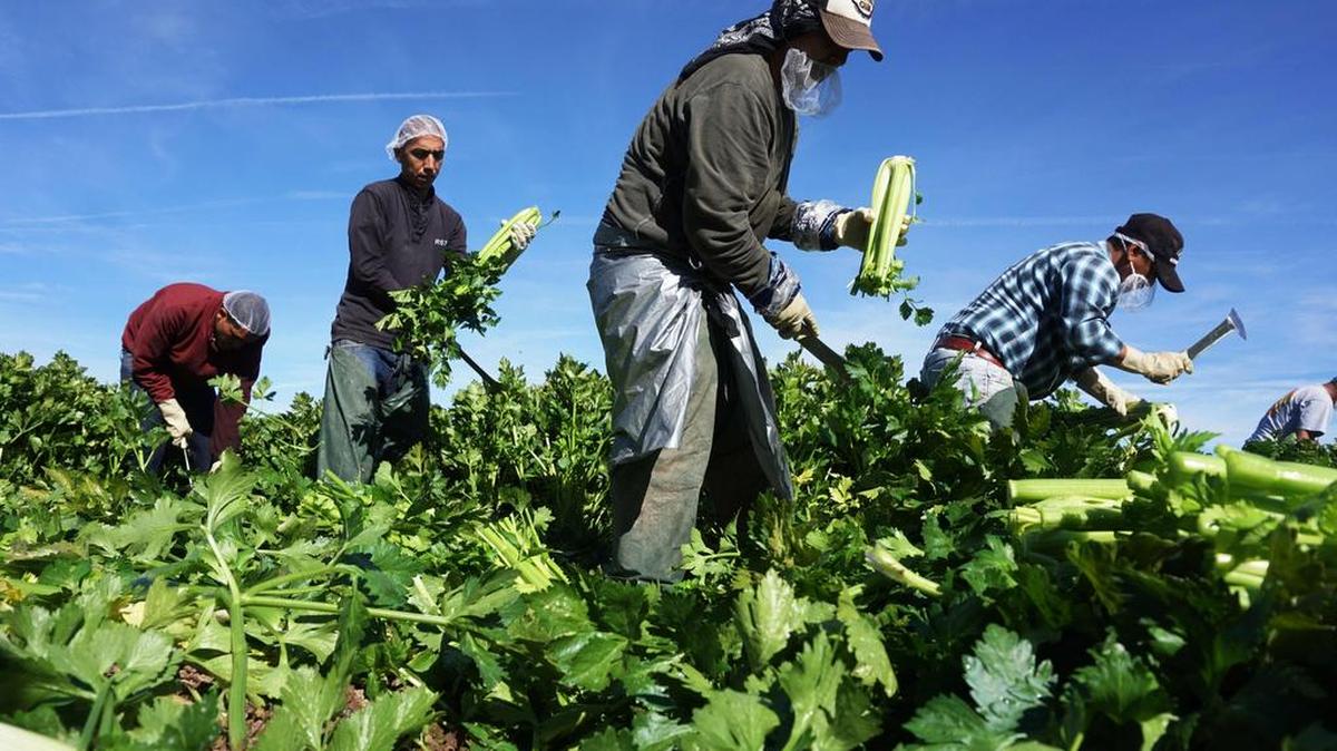 Trabajadores agrícolas mexicanos cosechan apio en un campo de Brawley, California, en el Valle Imperial, el 31 de enero de 2017.