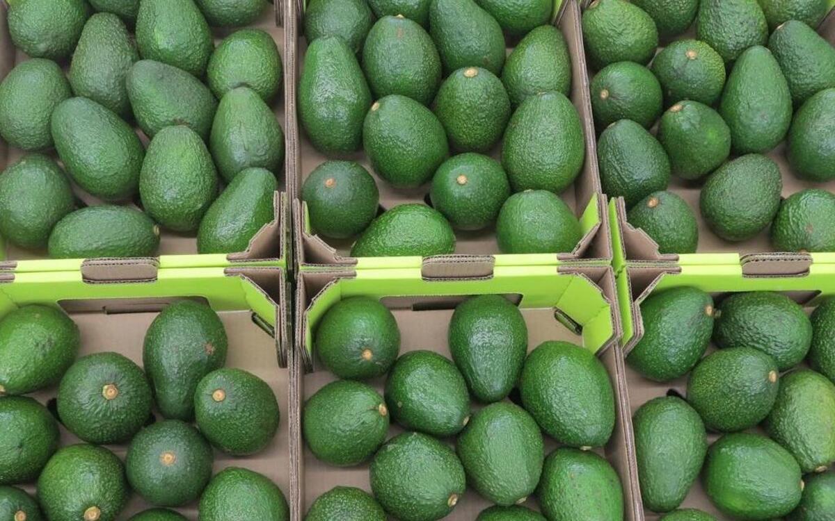 Las cáscaras de las semillas de aguacate “poseen compuestos medicinales que podrían utilizarse para tratar el cáncer, enfermedades del corazón y otros males”, según un nuevo estudio científico divulgado el lunes 21 de agosto del 2017.