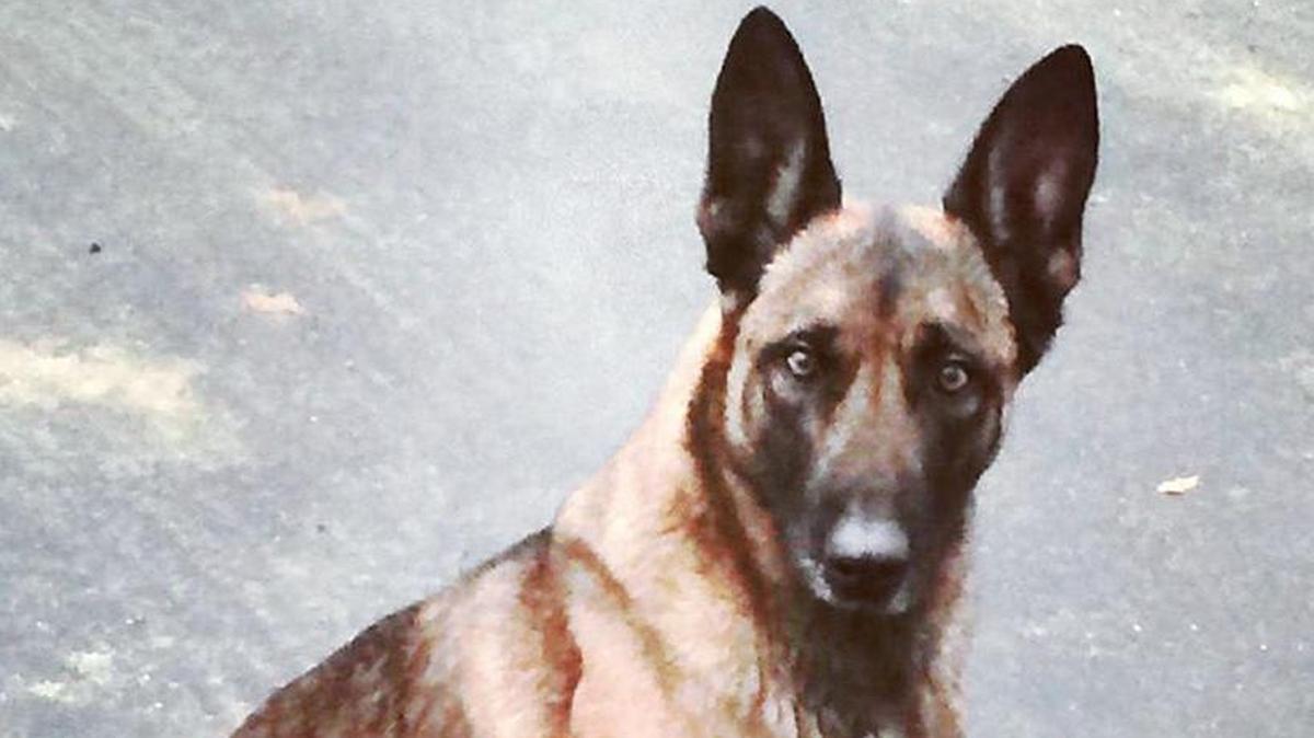 El perro policía Veda.
