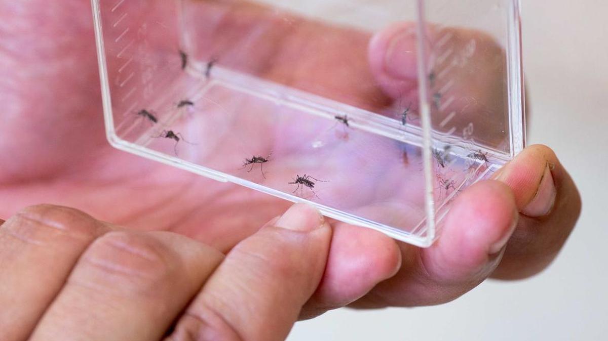 El virus del Zika, transmitido por el mosquito ‘Aedes aegypti', suele provocar síntomas gripales benignos, pero también se lo relaciona con casos de microcefalia en recién nacidos o con problemas neurológicos como el síndrome de Guillain-Barré.