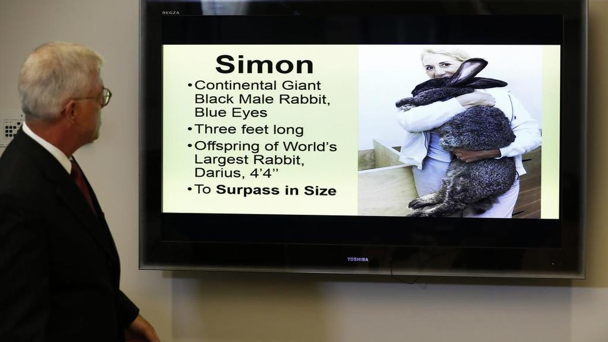 En esta foto de archivo del 8 de mayo de 2017, el abogado Guy Cook habla en una conferencia de prensa mientras mira una foto de Simon, un conejo gigante que murió después de volar desde el Reino Unido a Chicago, en Des Moines, Iowa.
