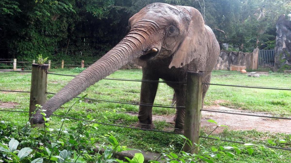En esta fotografía del 7 de julio de 2017, "Mundi", el único elefante del zoológico Dr. Juan A. Rivero, se acerca a comer arbustos en Mayagüez, Puerto Rico. El zoológico opera con $1.2 millones en fondos que recibe anualmente del gobierno de Puerto Rico. Víctor Oppenheimer, ex presidente de la Asociación Médica Veterinaria de Puerto Rico, estimó que necesita entre 8 y 10 millones de dólares para funcionar correctamente.