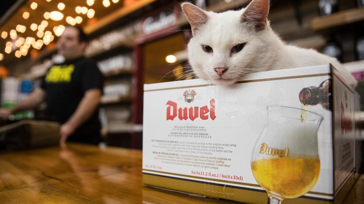 Gregory, un gato adoptado a través de un programa en Filadelfia, en su nueva casa en la distribuidora Bella Vista Beer Distributors.