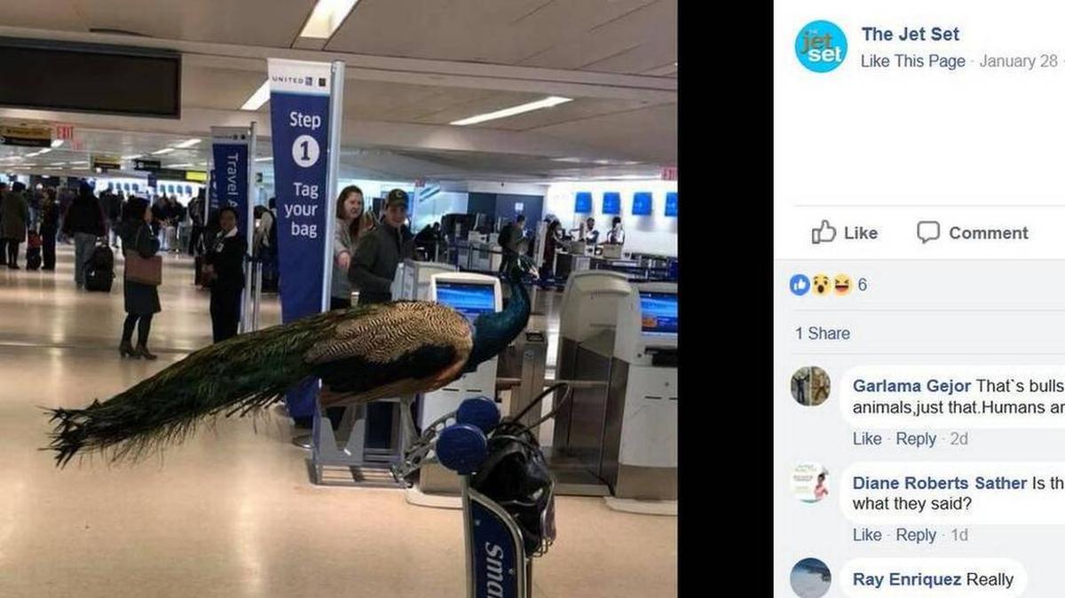 La aerolínea United impidió que una mujer viajara desde el aeropuerto de Newark (New Jersey) con un pavo real como animal de apoyo emocional.