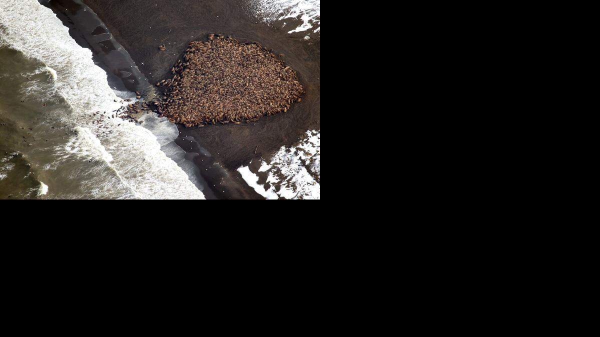 
La congregacion de morsas en la playa en un fenómeno que ha acompañado a la pérdida de las placas de hielo que flotan sobre los océanos durante el verano boreal a causa del calentamiento global. 
