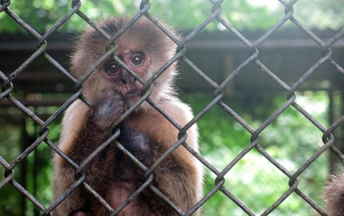 Un mono mira desde su recinto en el zoológico Dr. Juan A. Rivero en Mayagüez, Puerto Rico. La crisis económica que aflige a Puerto Rico durante la última década también ha afectado al único zoológico de la isla, y los críticos dicen que sufre de escasez y se esfuerza por cuidar a sus animales con un presupuesto limitado.