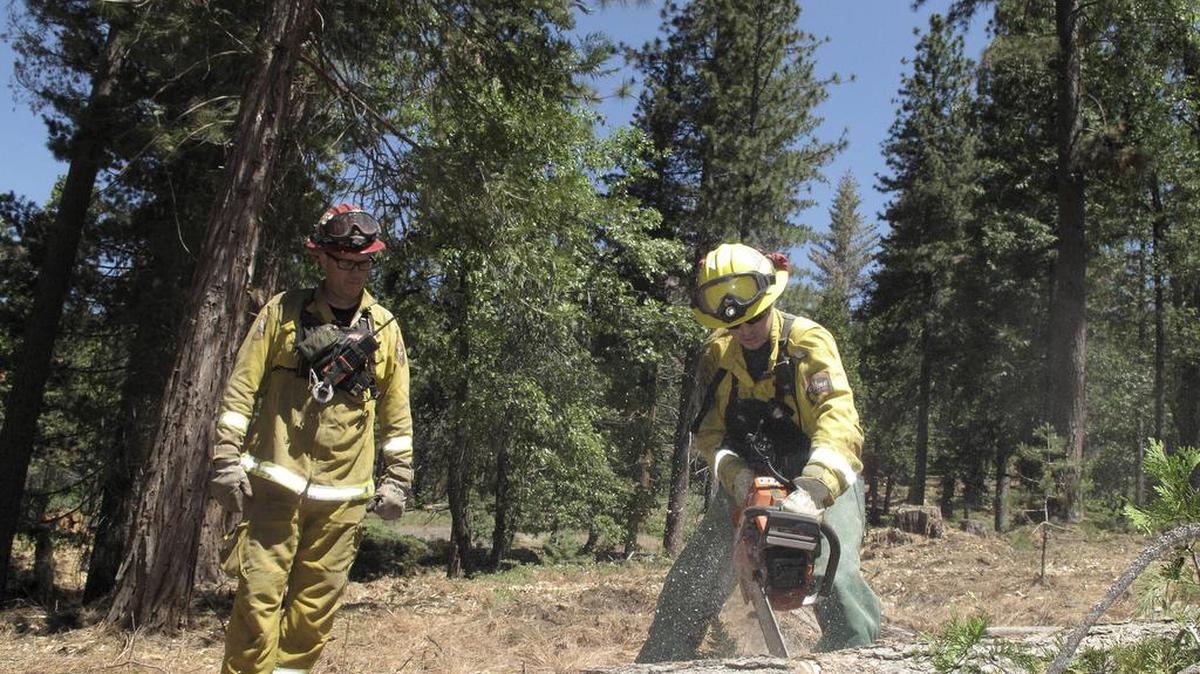 Bomberos con agentes del Departamento de Forestación en California talan un árbol muerto en una de las diversas zonas afectadas.