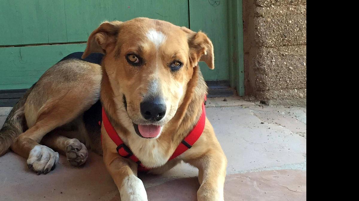 
Sunny, la perrita que fue linchada pero sobrevivió y con su historia logró que el refugio de animales que la acogió recolectara $20,000 en donaciones. 
