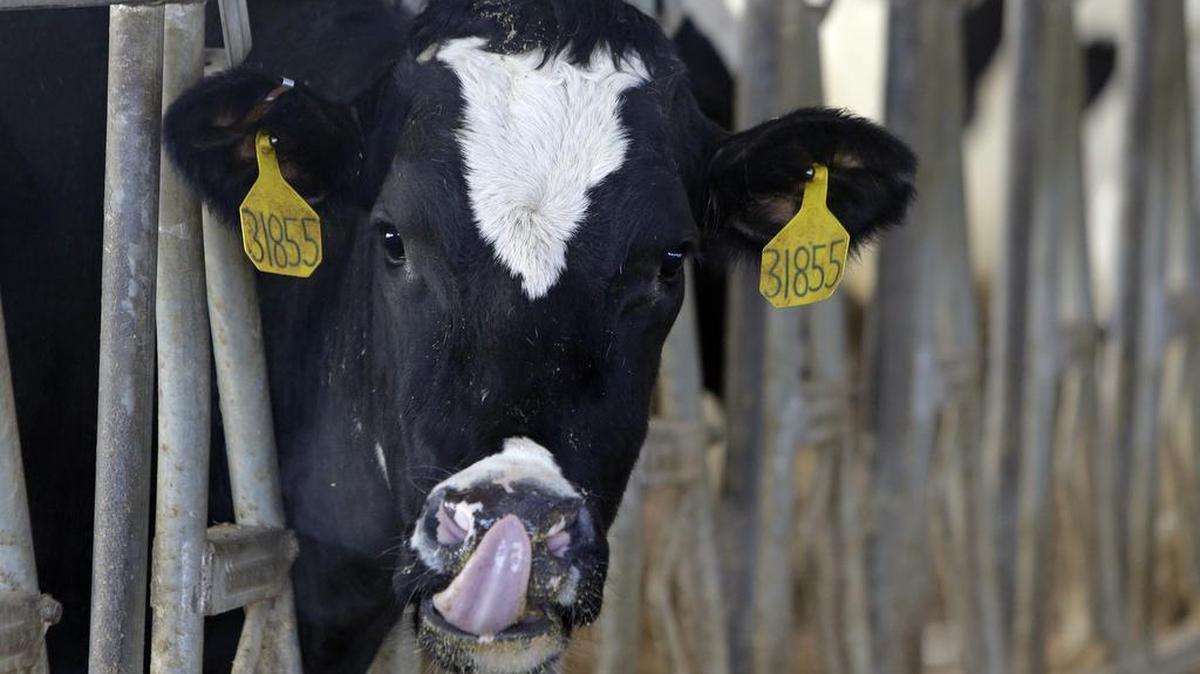 
El nuevo descubrimiento abre así la puerta al primer medicamento con tra el mal de la vaca loca, según un estudio publicado el miércoles.
