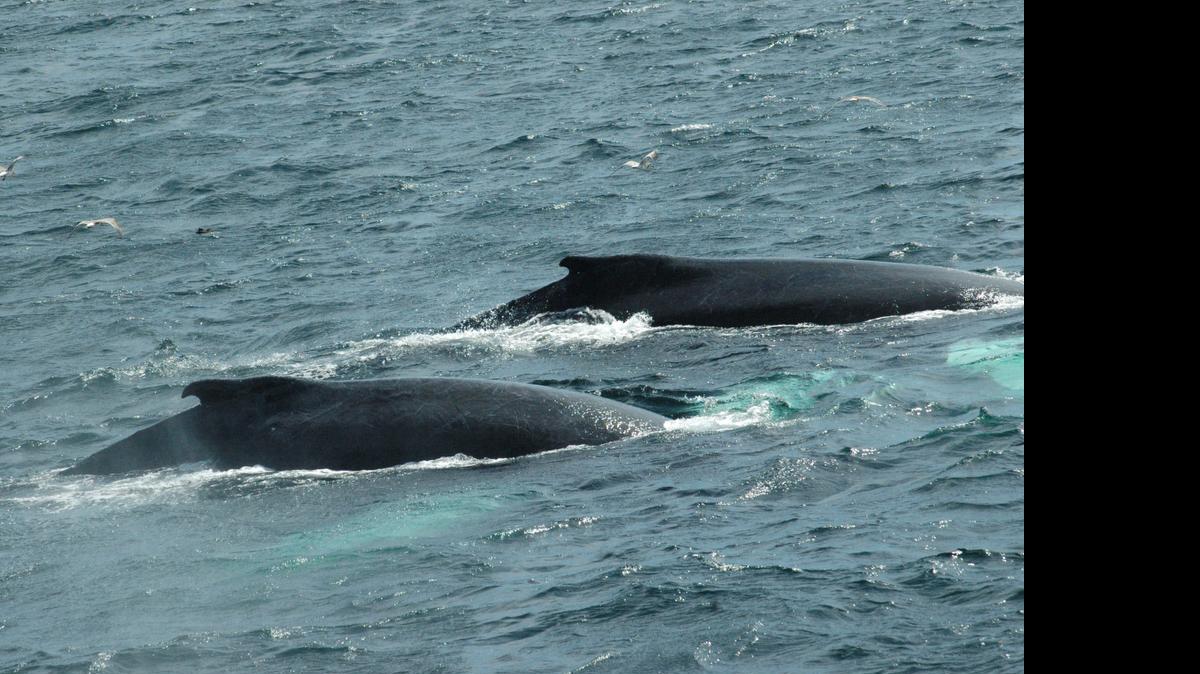 <cutline_leadin>Puerto Rico</cutline_leadin> reforzará su programa de rescate de mamíferos marinos para continuar con la recuperación en la costa local de especies como la ballena jorobada.<252>