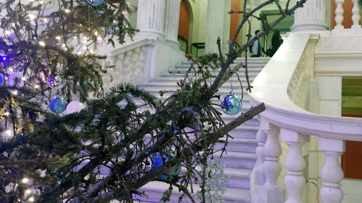 Varias ramas están secas de este árbol de Navidad en Providence, Rhode Island, el 15 de diciembre de 2017.