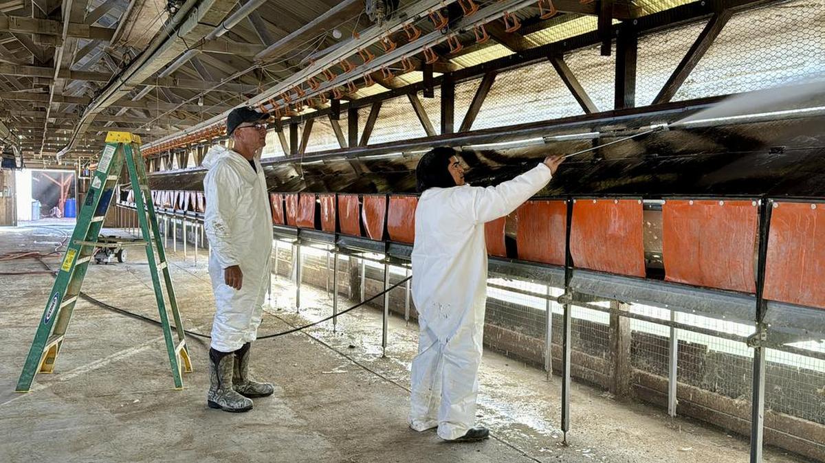 Mike Weber observa a un empleado limpiar un gallinero en su granja de huevos en Petaluma, California, el jueves 11 de enero de 2024. Su empresa Sunrise Farms tuvo que sacrificar a 550,000 pollos después de que se detectara gripe aviar entre la bandada.