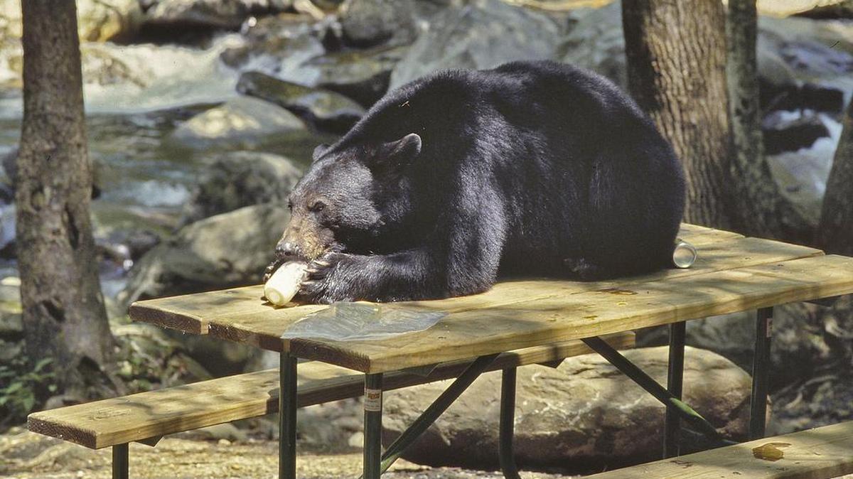 Un oso negro se sienta en una mesa de picnic comiendo un frasco de mayonesa en el área de picnic Chimneys en el Parque Nacional Great Smoky Mountains en esta foto de archivo.