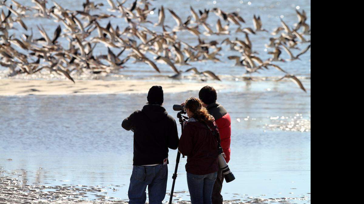 
Trabajadores ambientalistas del Instituto de Investigacón de Biodiversidad estudian el impacto del derrame de petroleo en la playa de Biloxi, Miss., en esta foto de archivo. 
