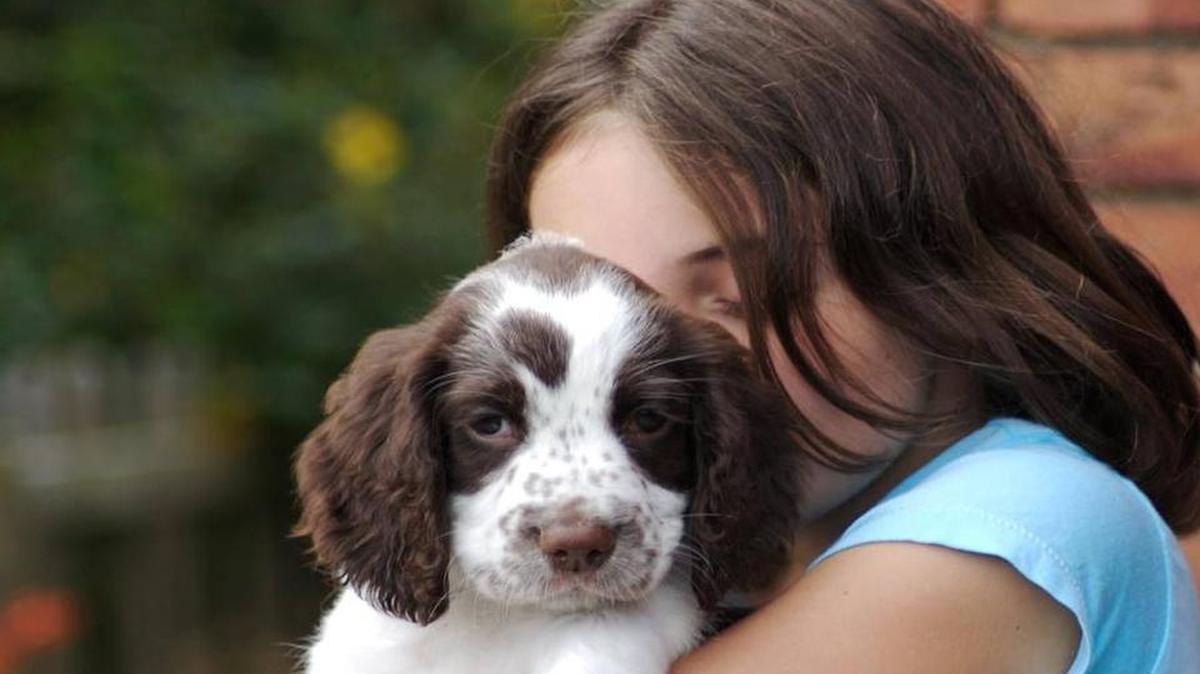 Los perros usualmente muestran síntomas de estrés cuando son abrazados, como orejas gachas, ojos cerrados, mirada desviada o bostezos.