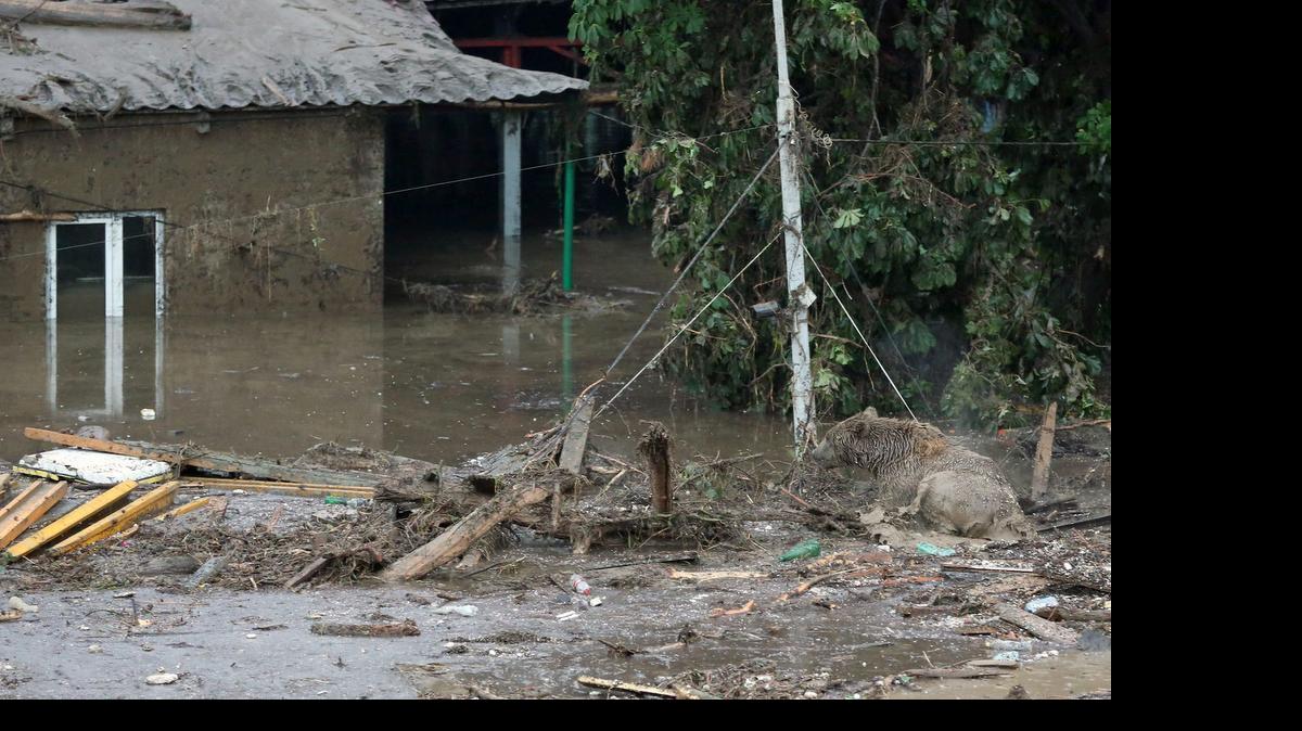 
Entre los animales que huyeron del recinto había leones, tigres, osos, lobos y un hipopótamo. Algunos, como el hipopótamo, fueron sedados y devueltos al zoo. Otros fueron abatidos por la policía, mientras que algunos seguían desaparecidos. 


