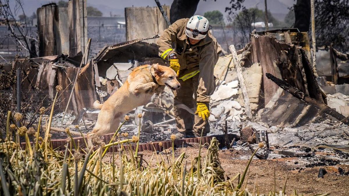 Un bombero trabaja con un perro adiestrado en la búsqueda de restos humanos en medio de las ruinas calcinadas de una vivienda en San Bernardino.