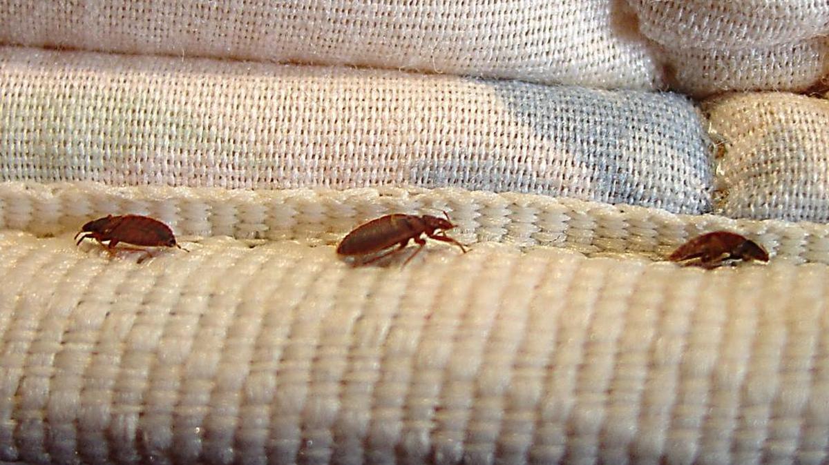 Un juez de California aprobó indemnizar con 1.6 millones de dólares a una familia hispana que interpuso una demanda contra una empresa de apartamentos por infestación de chinches (ácaros), informó hoy la firma de abogados que llevó el caso.