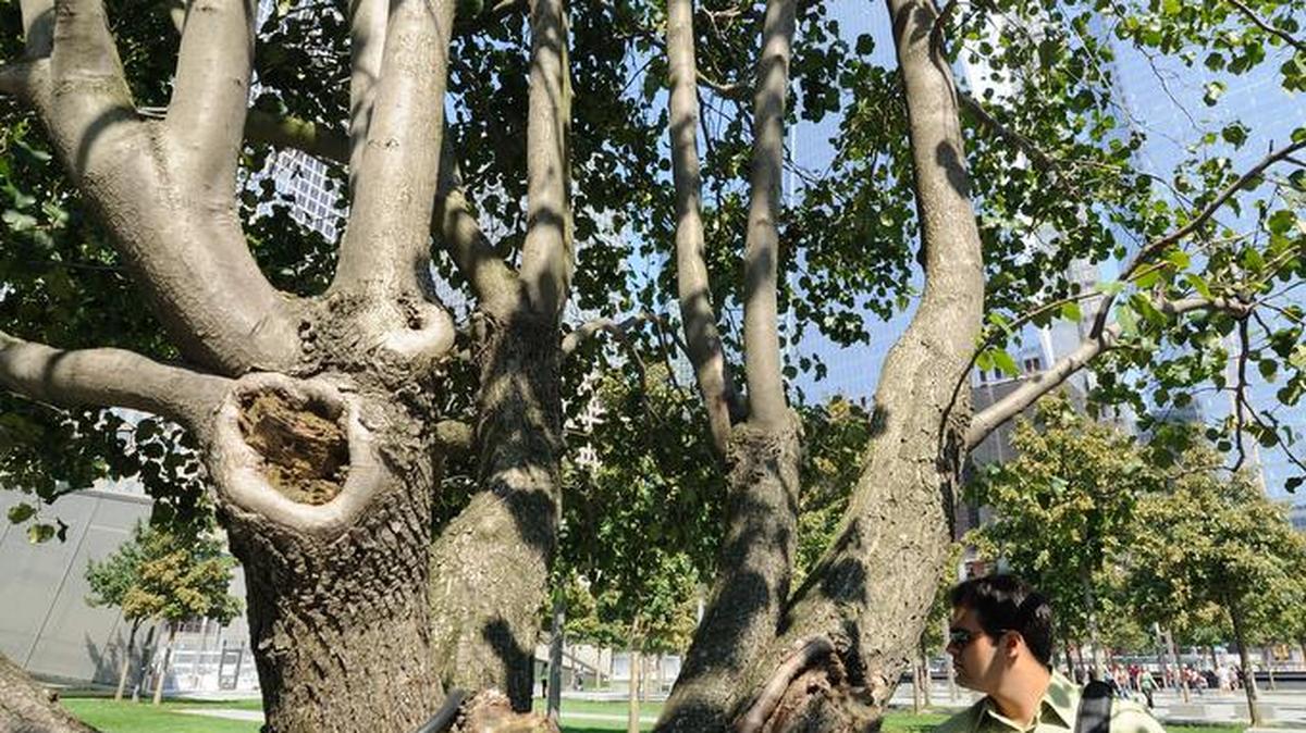 El árbol sobreviviente en el monumento nacional del 11 de septiembre.