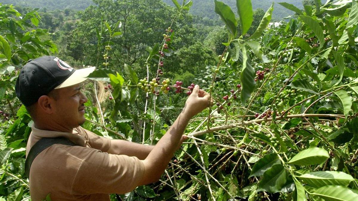 Puerto Rico, que una vez fue de los grandes productores de café del mundo, recibió un golpe demoledor de los huracanes Irma y María en septiembre.