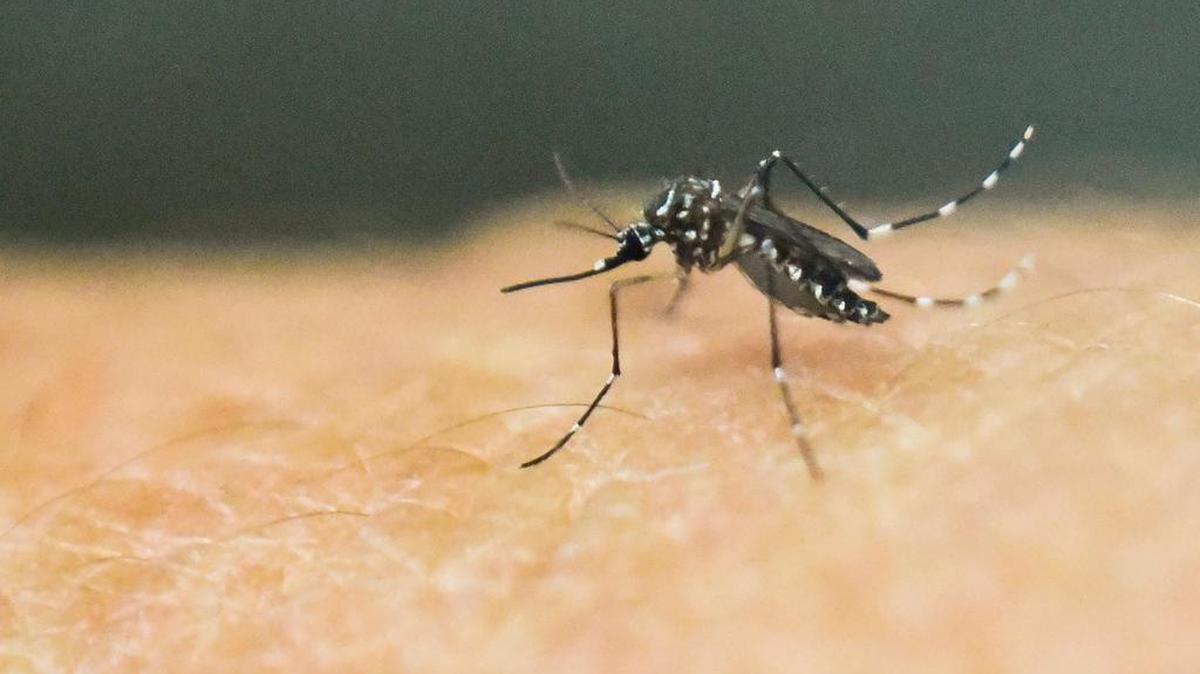 El virus del Zika se transmite a través de un mosquito del género Aedes aegypti, el mismo que porta el dengue.