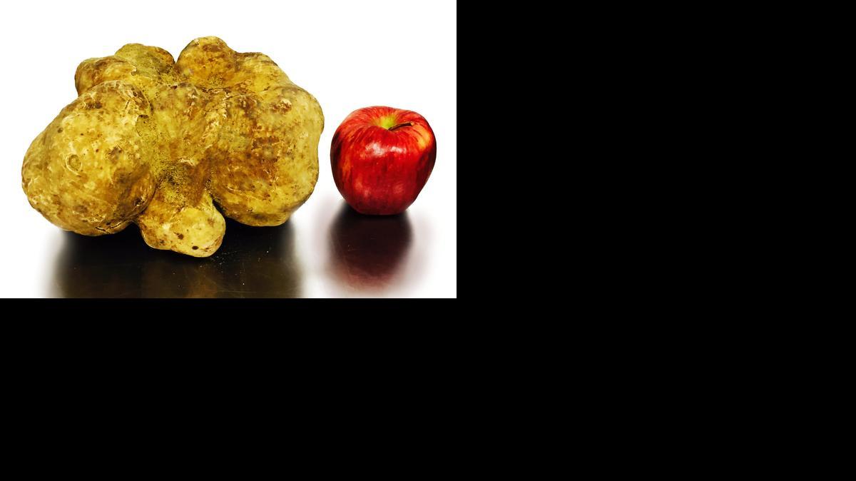 <cutline_leadin>La trufa</cutline_leadin> blanca de casi dos kilos de peso, considerada la más grande del mundo, fue vendida en Nueva York por $61,250 una subasta de la casa Sotheby's.