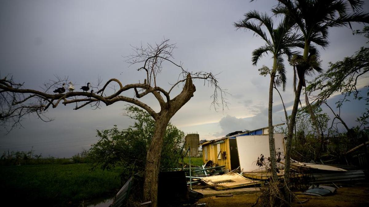 Aves se posan en la rama de un árbol al lado de una casa destruida por el huracán María en Toa Baja, Puerto Rico, el jueves 12 de octubre de 2017.