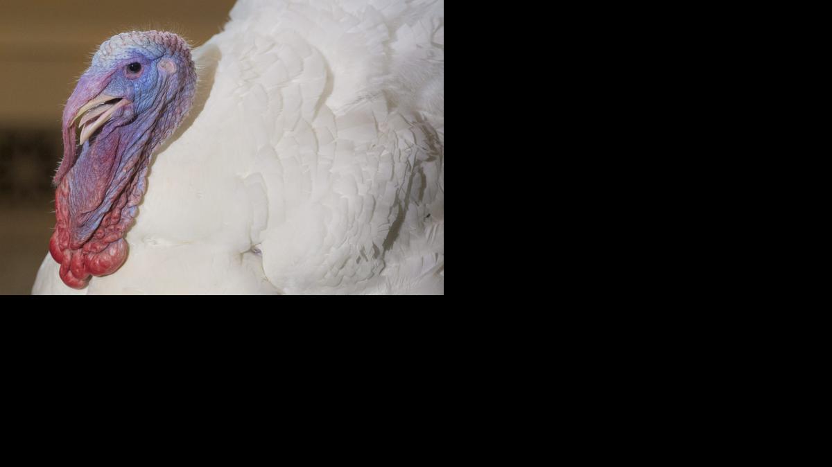 
Fotografía del pavo "Cheese" durante la ceremonia de indulto por el día de Acción de Gracias, el miércoles 26 de noviembre de 2014, en la Casa Blanca, Washington (DC, EE.UU.). Este año los pavos "Cheese" y "Mac", ambos de unos 21 kilos, fueron criados en Ohio y serán enviados al parque Morven, una granja histórica de Leesburg, Virginia. 
