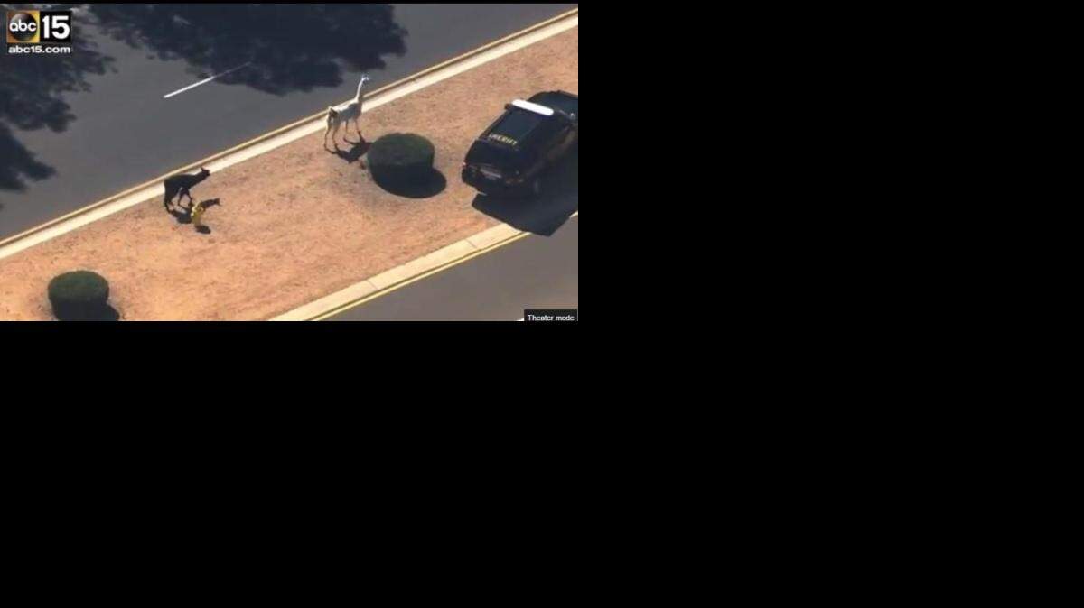 
Dos llamas son perseguidas por un auto policía el jueves 26 de febrero, en Phoenix, Arizona, en esta imagen de un video del canal ABC15.

