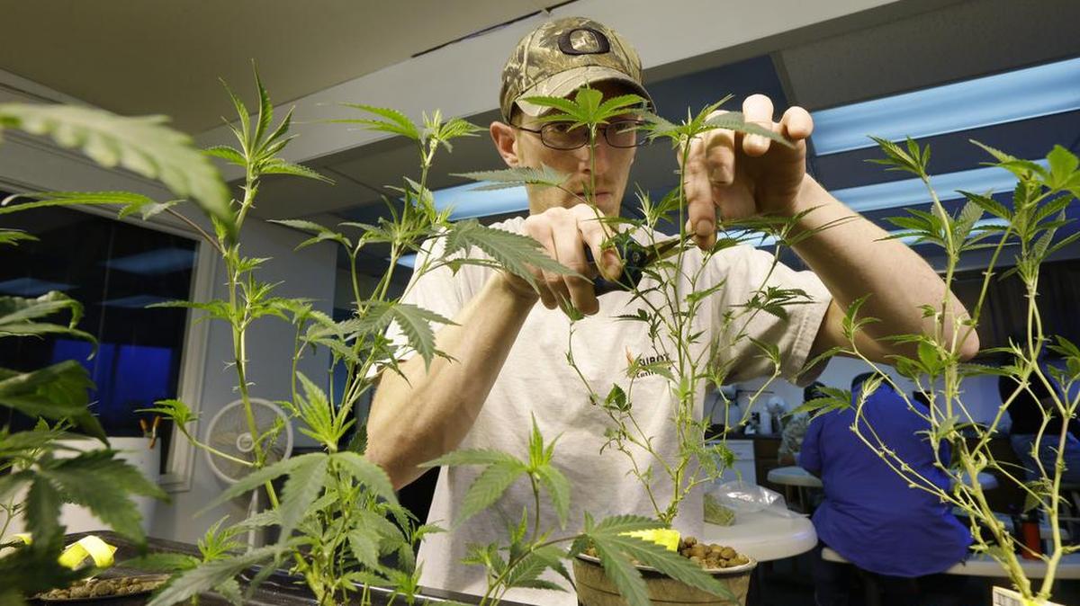Un cultivador de marihuana con fines recreacionales legales trabaja en su negocio en en Sea of Green Farms, Seattle en julio del 2014.