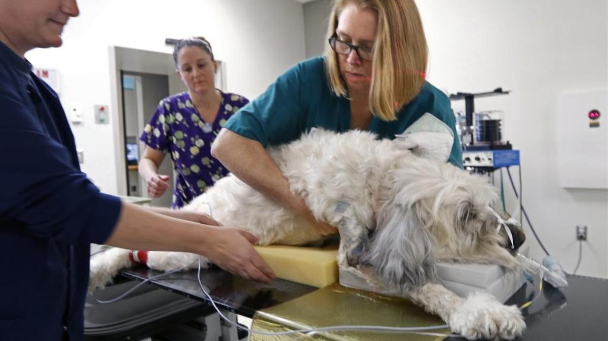 Personal médico prepara a inicios de marzo a Buddy, un Wheaten Terrier de 11 años, para someterlo a radiación en el NC State Veterinary Hospital, en Carolina del Norte.