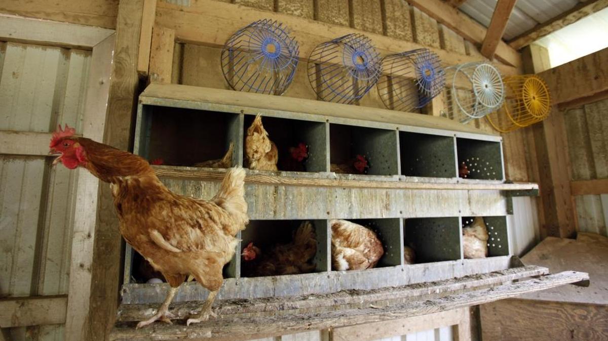 Pollos en una granja en Sparks. El Departamento de Acuicultura de EEUU anunció el lunes que la empresa GNP Company está retirando del mercado aproximadamente 55.608 libras de productos de pollo que podrían estar contaminados con material extraño.