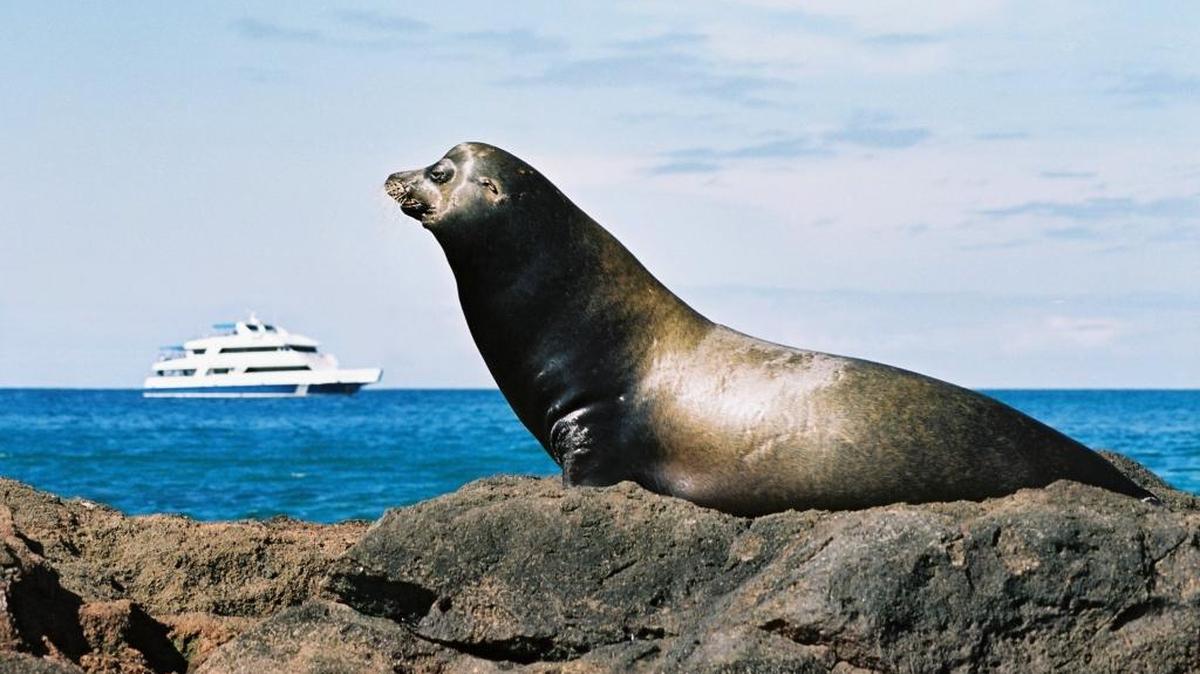 A Galápagos Sea Lion, one of the marine reserve's endemic species, poses for the camera.