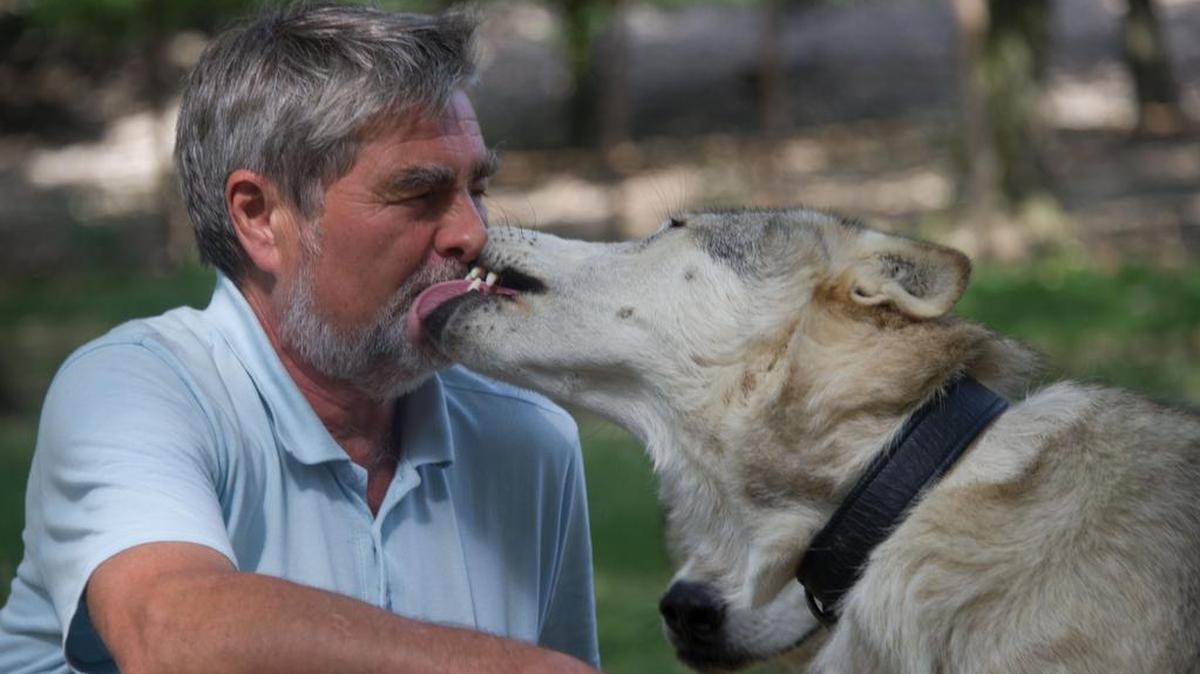 Kurt Kotrschal, el anfitrión del seminario para ejecutivos, interactúa con un lobo el 8 de julio de 2014 en el centro Wolf Science Center (WSC) en Ernstbrunn, Austria. Los ejecutivos ponen a prueba su sangre fría.