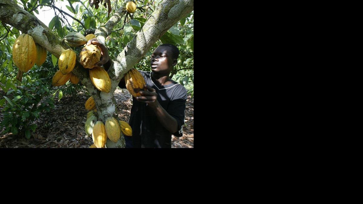 
Un obrero agrícola recoge cacao en una plantación de Costa de Marfil en esta imagen de archivo. La epidemia de ébola en el oeste africano pudiera trastornar el mercado y disparar los precios.
