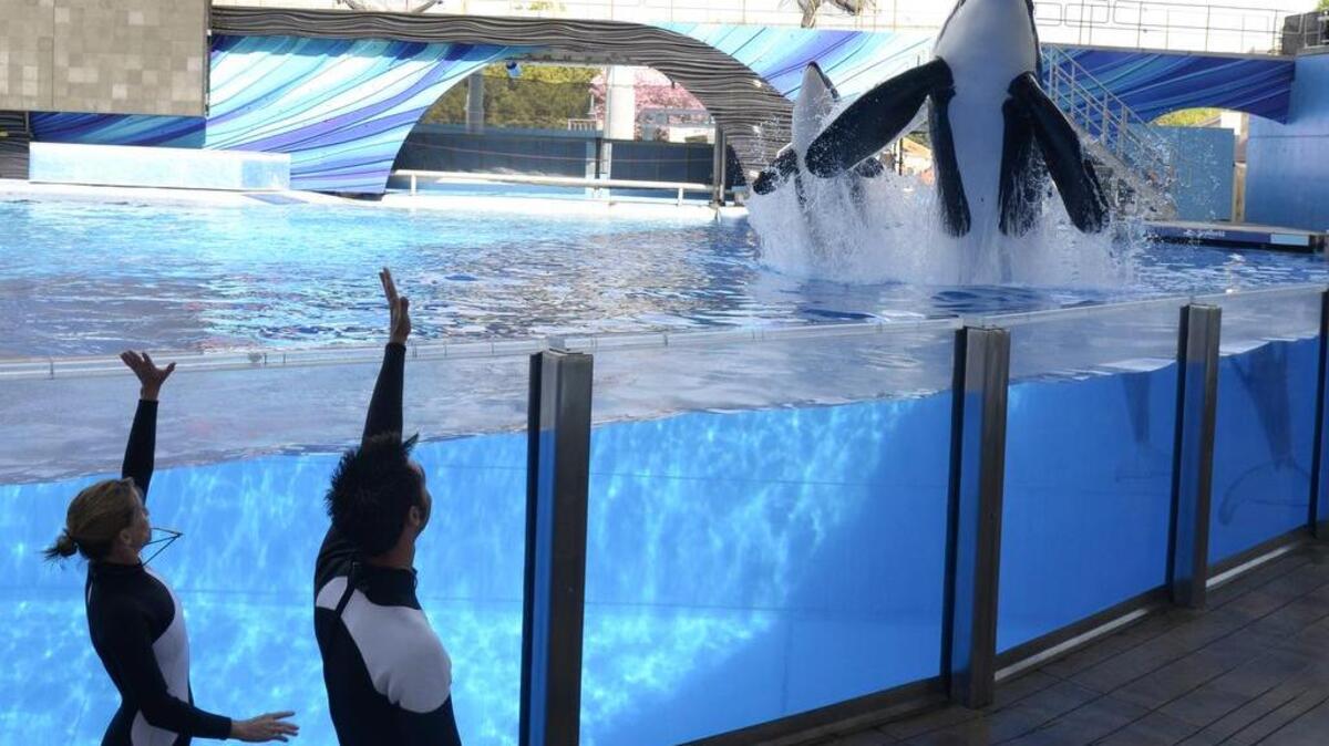 El negocio de SeaWorld se ha visto afectado en los últimos años por el rechazo creciente en la opinión pública a la cautividad de los grandes mamíferos marinos.