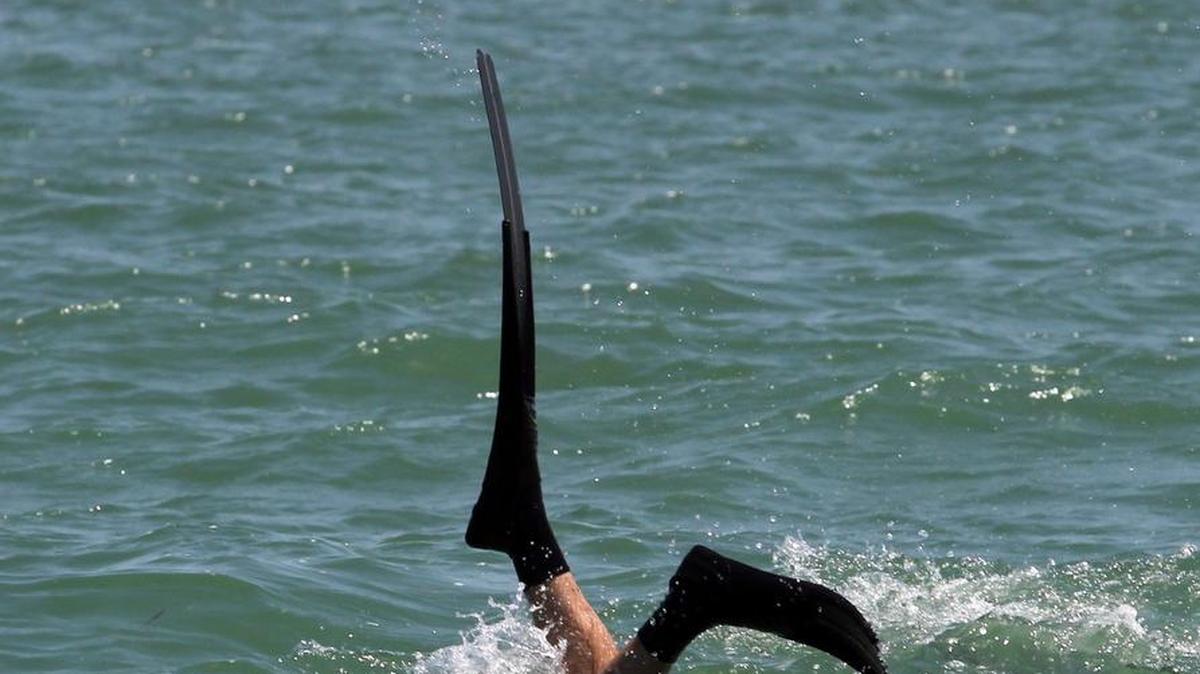 Un buzo se hunde en el mar para sacar algunas langostas.
