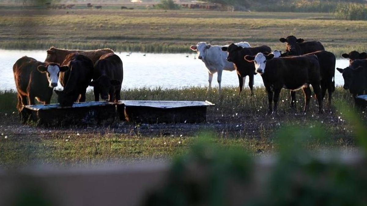 Una foto de archivo muestra una propiedad en Miami Lakes que fue utilizada como un lugar para que las vacas pasten, y que fue vendido el lunes.