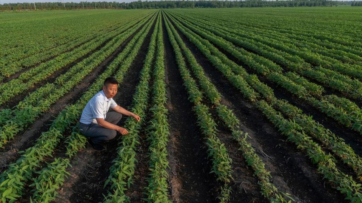 Hou Wenlin, quien fundó la Cooperativa de Especialidades Agrícolas Modernas de Linfeng, en un campo de soja en Xiaowusili. Las tarifas de represalia de Pekín hacen que la soja estadounidense sea más cara.