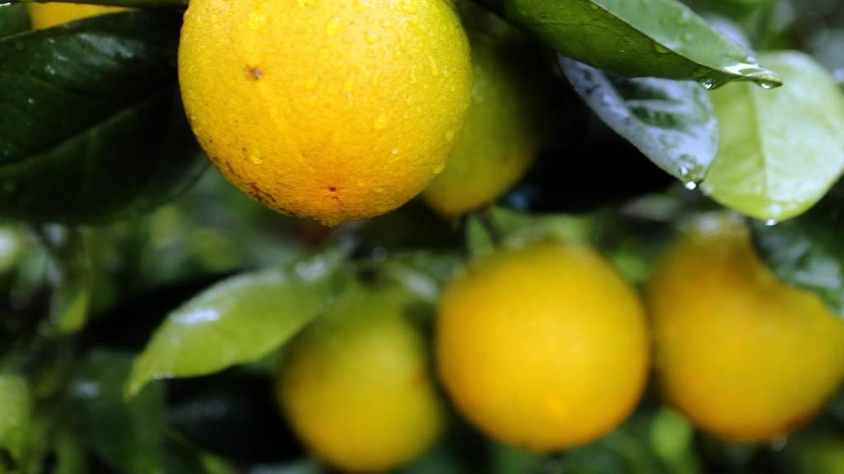 Naranjas de la variedad Valencia en un naranjo de Indiantown Grove, en Florida.