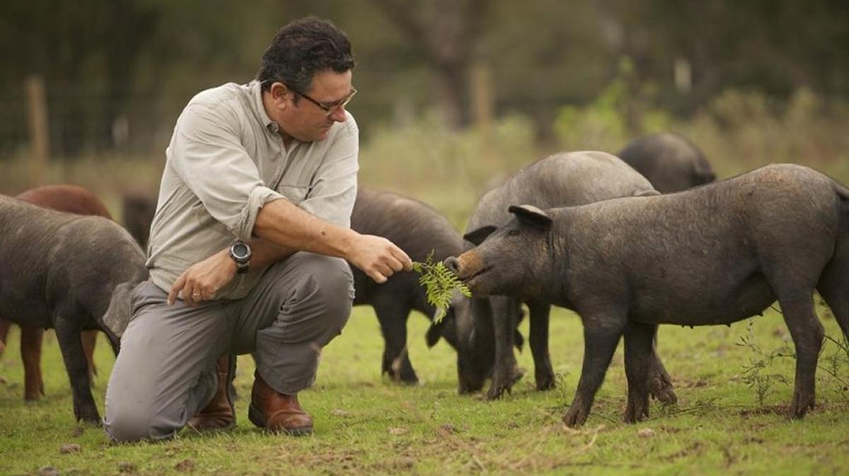 Cerdos ibéricos en una granja de la empresa Acorn Seekers, en Texas.