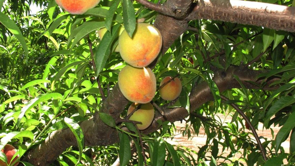 Melocotes en una granja en Carolina del Sur. El comisionado de Agricultura ese estado, Hugh Weathers, dijo que podrían exportar esa fruta al mercado cubano.