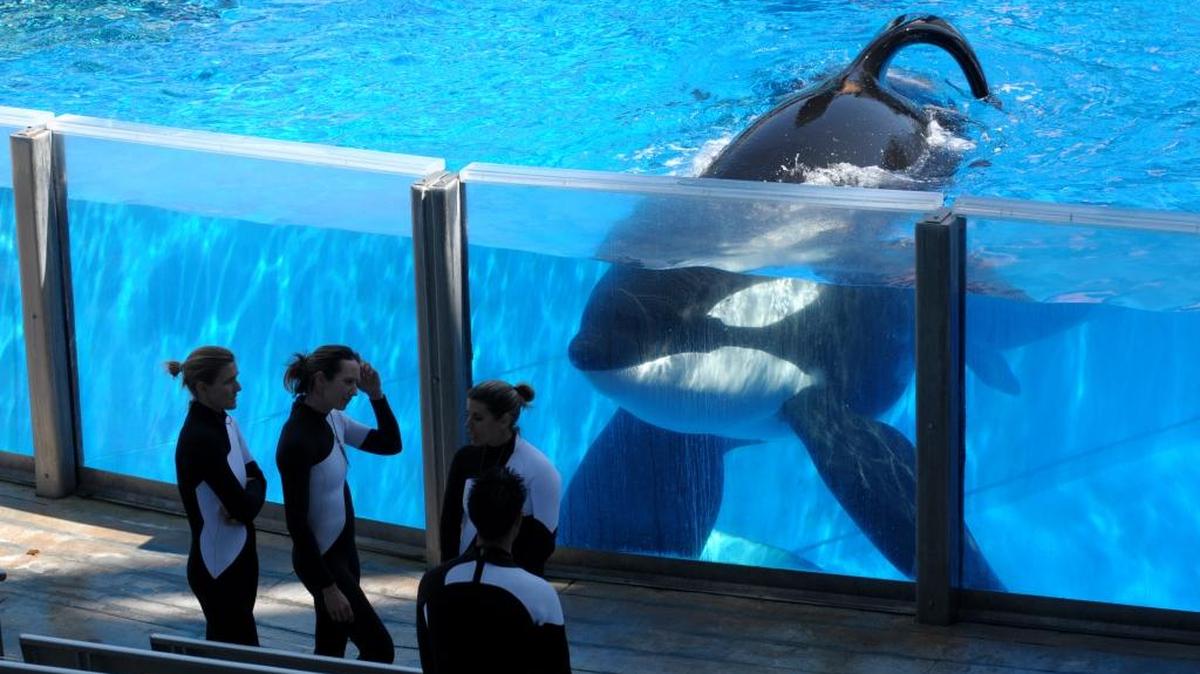 Entrenadores en el SeaWorld Orlando. La Asociación Internacional de Atracciones y Parques de Diversión anunció el miércoles que en el 2017 trasladará su sede central a Orlando.