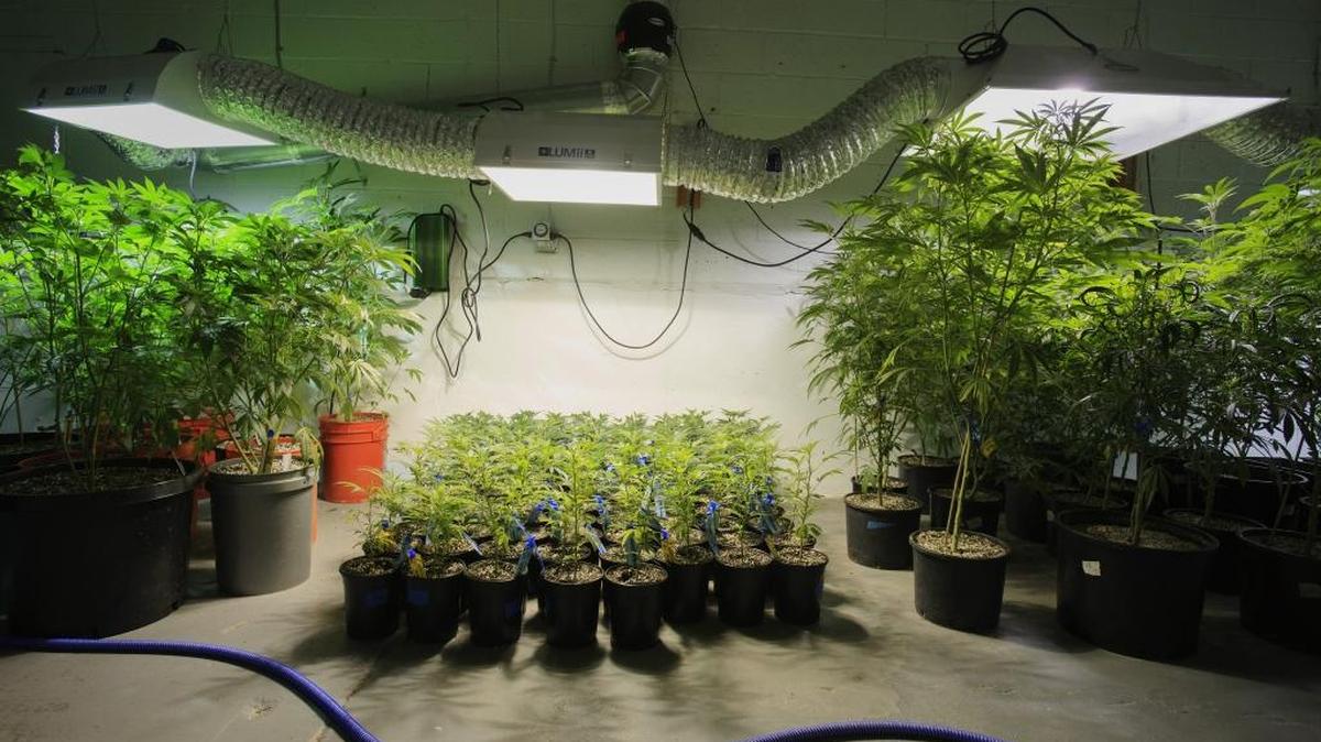Plantas de marihuna son cultivadas en Denver, a inicios de diciembre. La industria de cannabis de EEUU intenta que se le permita depositar sus ingresos en un banco.