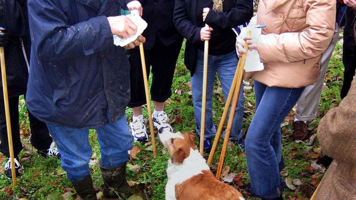 Miembros de un club culinario italiano se reúne alrededor de una perra olfateadora en un bosque del piedemonte italiano poco antes de salir a buscar trufas.