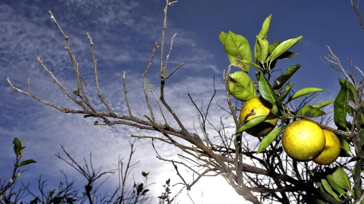 La temporada de cítricos en Florida en el 2016-2017 se prevé desfavorable con una caída del 14% en la producción de naranjas.